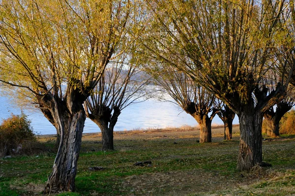问鼎娱乐真人娱乐